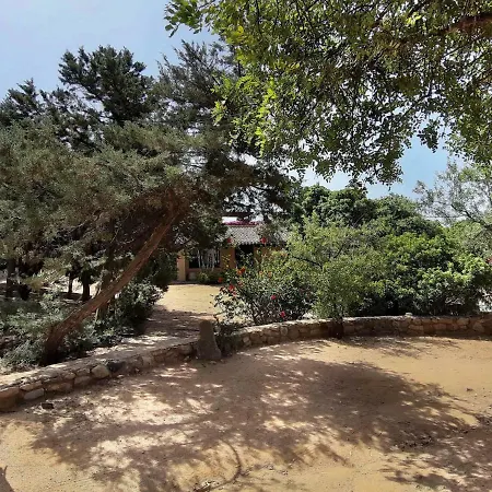 فيلة Ferula, Serr'e Morus *