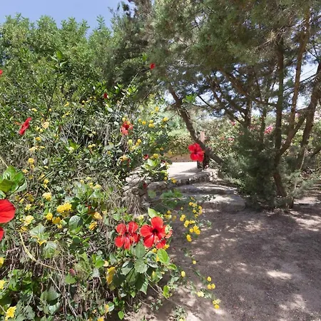 Ferula, Serr'e Morus فيلة فيلاّسيمِيوس