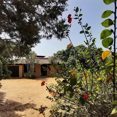Ferula, Serr'e Morus فيلة فيلاّسيمِيوس